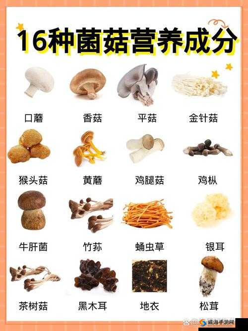 探索又大又黑又长的蘑菇头的独特魅力与营养价值，了解其生长环境与食用方法