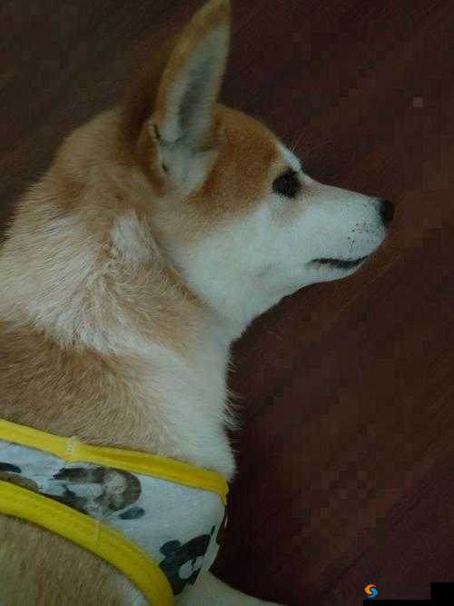哼哼唧唧和哼哼叽叽的区别是什么？深度解析两者在日常表达中的不同用法