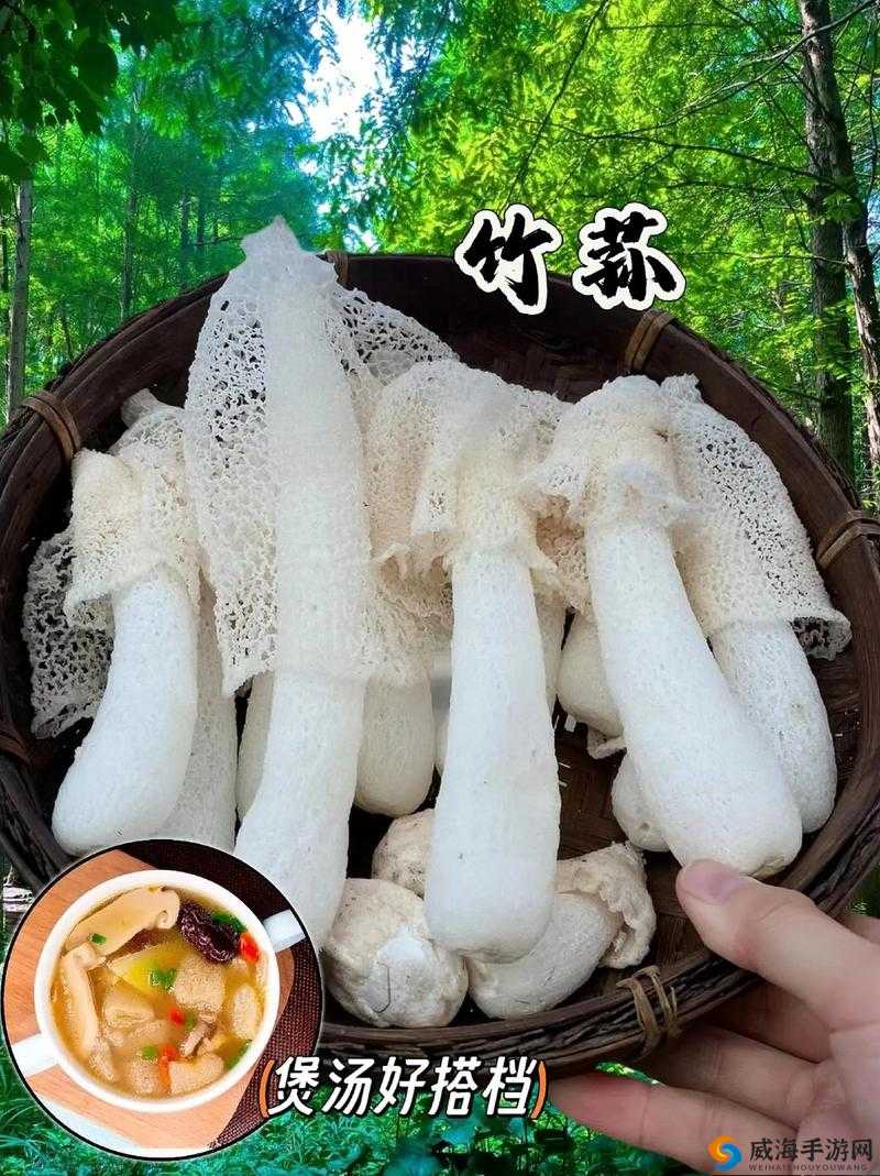 探索双-产-骨科年下龙井竹荪的独特魅力：健康与美味的完美结合