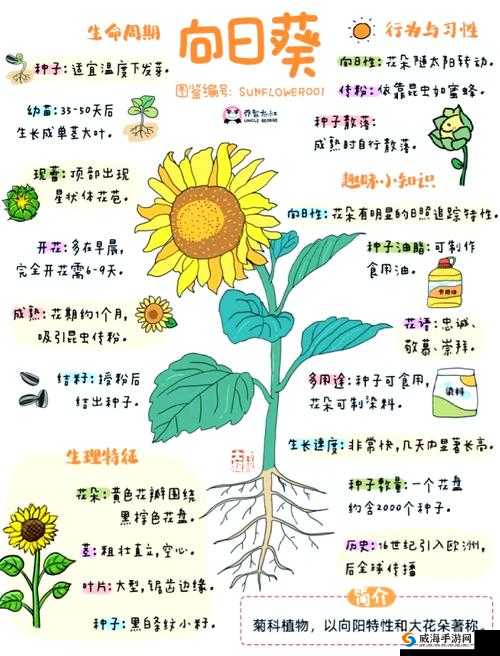 向日葵草莓秋葵黄瓜荔枝丝瓜的种植技巧与营养价值全解析