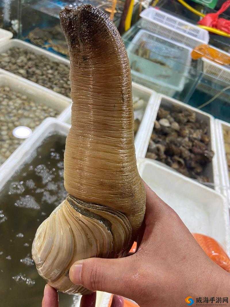 象拔蛤钓取秘籍，蚯蚓王与大闸蟹的奇妙组合