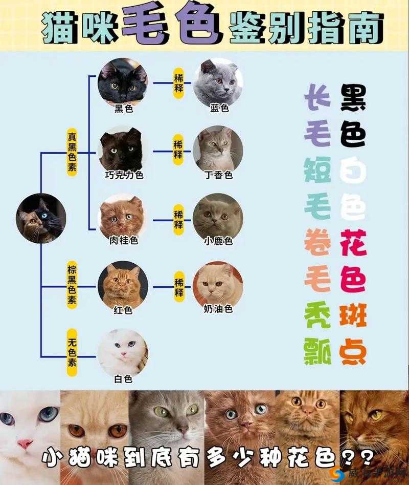 猫咪的毛质最高级是多少？猫咪毛质最高等级详解