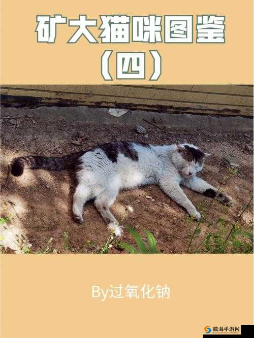 猫咪的毛游戏图鉴全解析，底层逻辑与实战操作指南