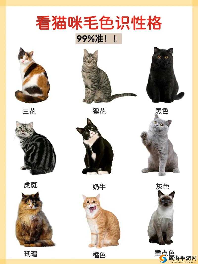 猫咪的毛全部猫介绍，猫咪的毛色演变史专题