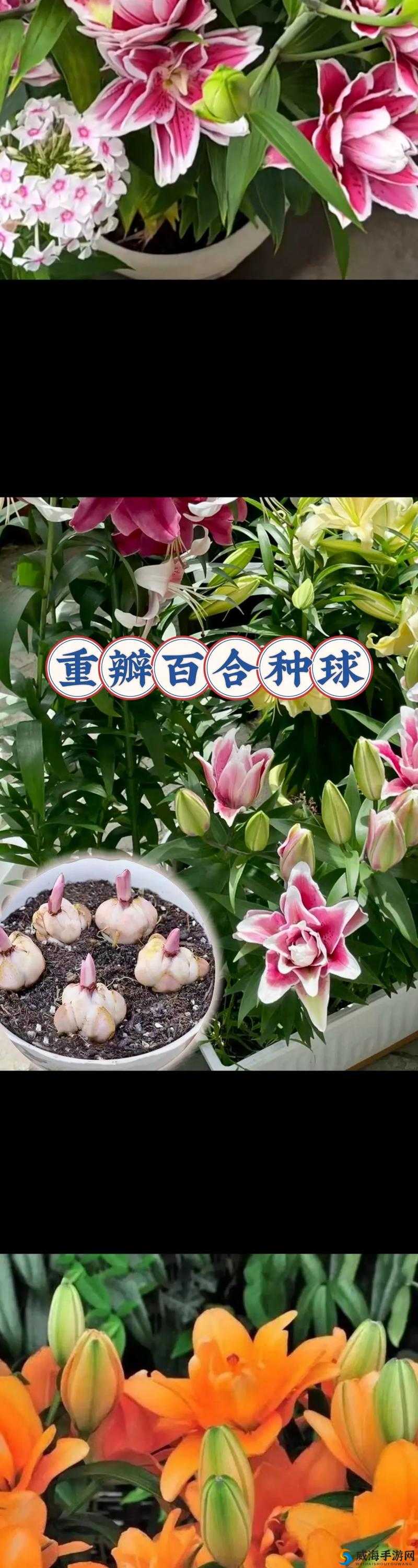 龙之谷手游百合花怎么样？百合花技能价格图鉴全解析