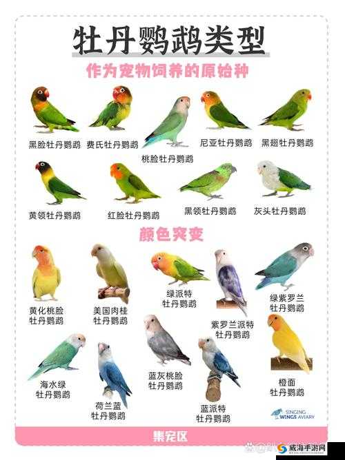 炉石传说宝石鹦鹉怎么样？宝石鹦鹉图鉴及玩法革命预测