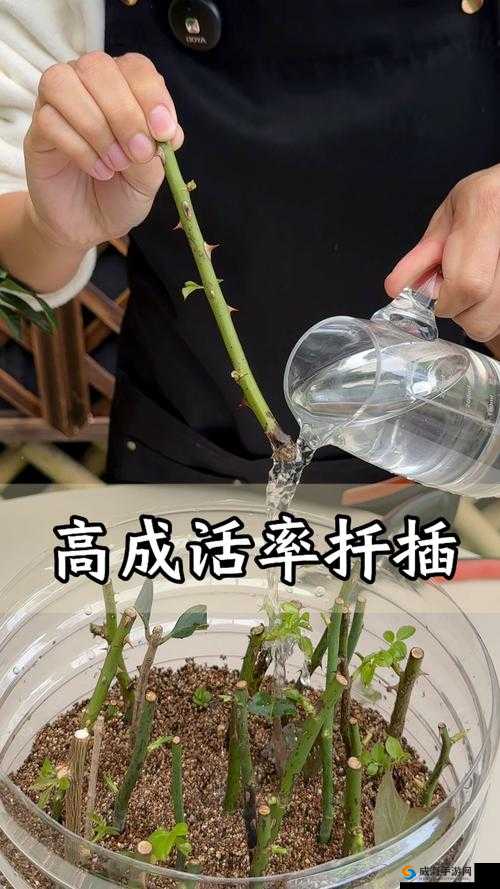 掌握欧式72种扦插法的关键技巧：从基础到高级的全面指南，助你轻松提升园艺技能