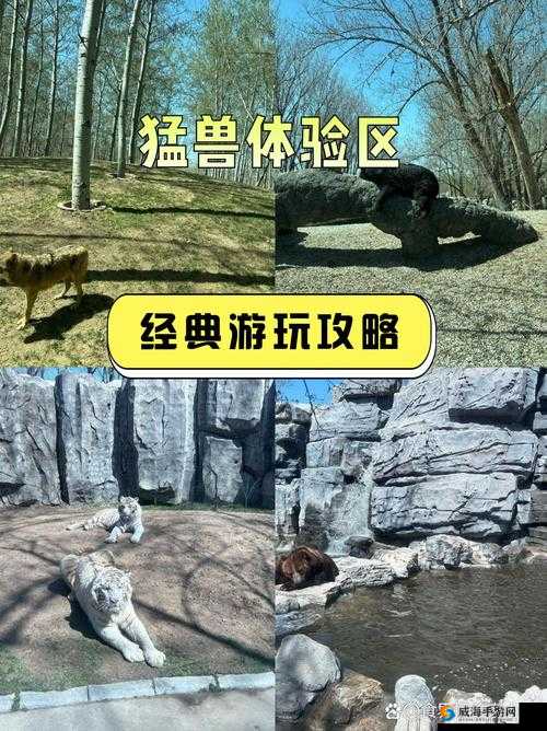 探索美国ZOOM动物 - 欢迎您!：揭秘最受欢迎的在线动物互动体验