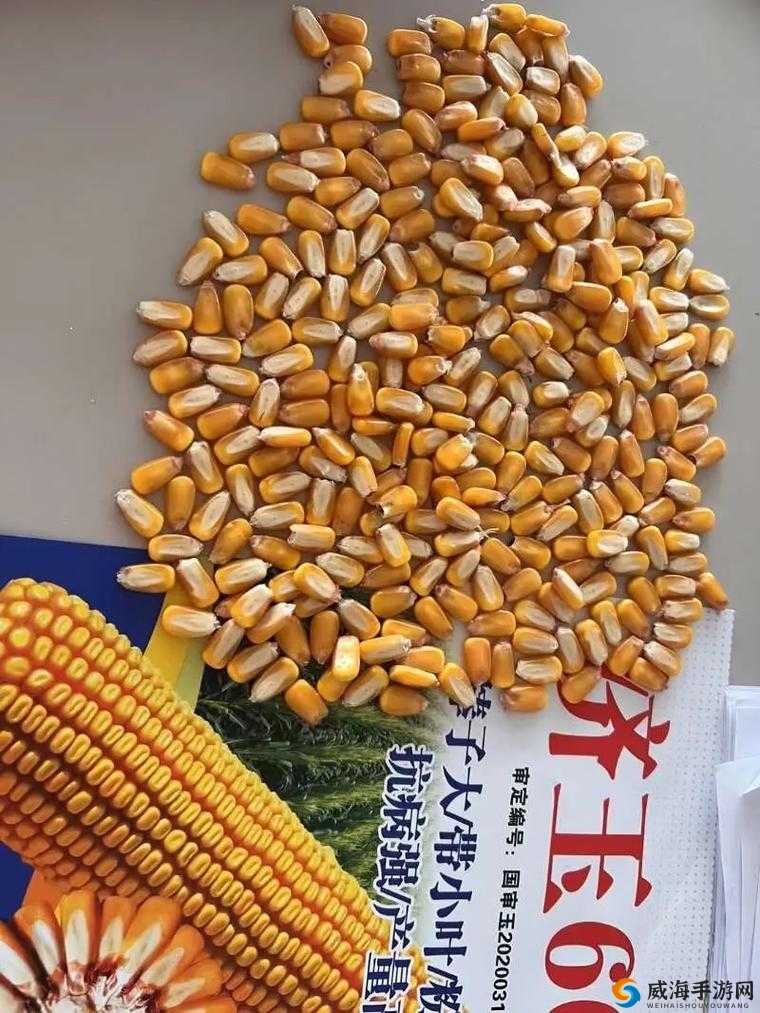 国精产品 6666 到底是什么？它有何独特之处与魅力？快来一探究竟