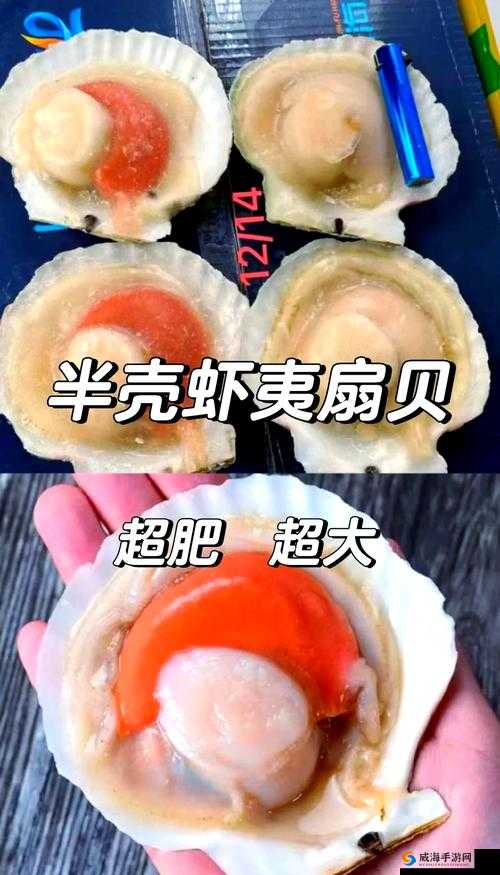 这是我的小扇贝好看吗？网友热议与真实评价大揭秘