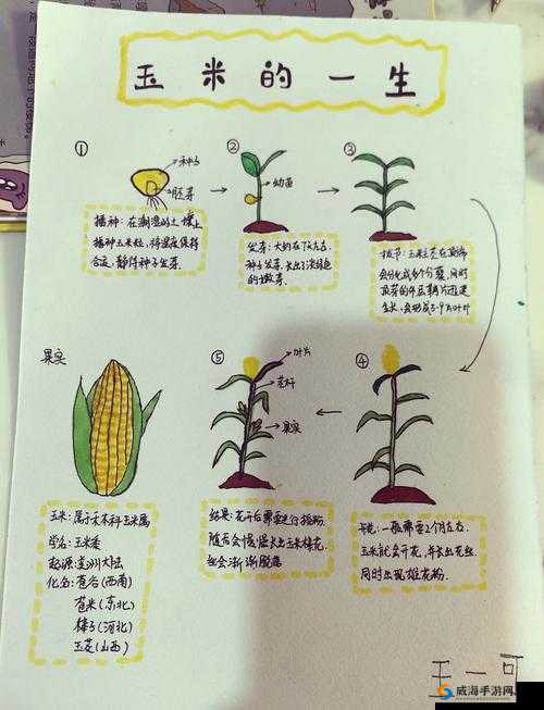 玉米地方的那些事:从种植到美食,你了解多少?