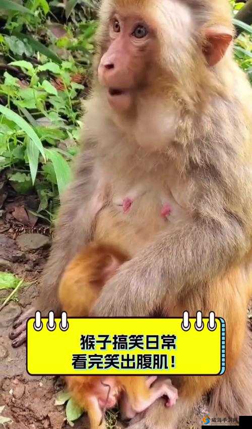 二人生猴子搞笑瞬间：看他们如何互动，笑到停不下来超萌日常分享
