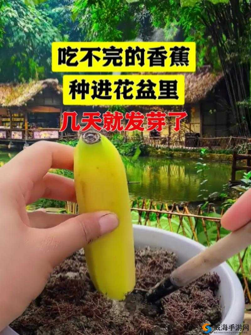 草莓视频下载香蕉的详细教程：如何在手机和电脑上轻松获取香蕉视频资源？