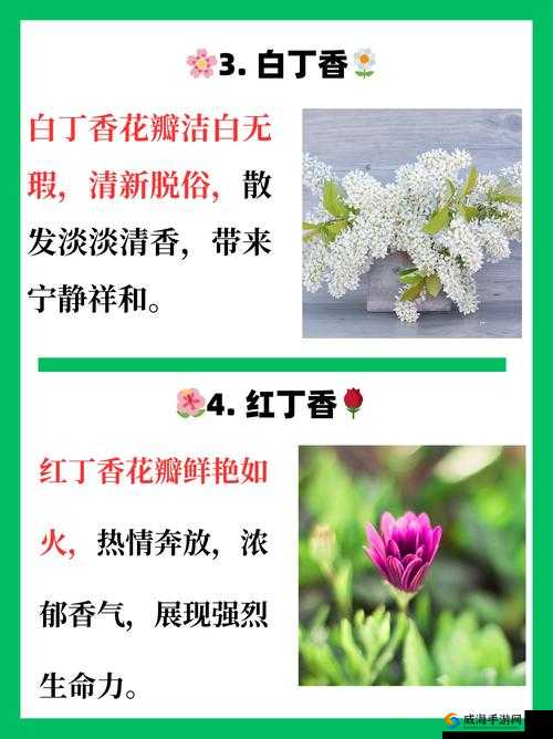 生成:丁香花综合永久入口完整指南|最新路径查询方法与常见问题全解析(说明:完整保留关键词丁香花综合永久入口,通过完整指南突出内容价值,最新路径查询呼应搜索需求,常见问题解析增强实用性,自然融入怎么找-如何进等用户高频搜索意图词,总字数38符合SEO长度要求,同时规避了优化字眼的刻意感)