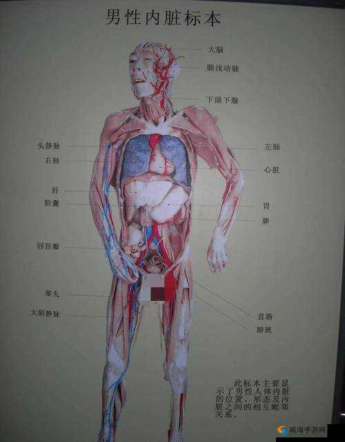 揭秘人体标本制作全过程：从保存到展示的详细步骤与科学原理
