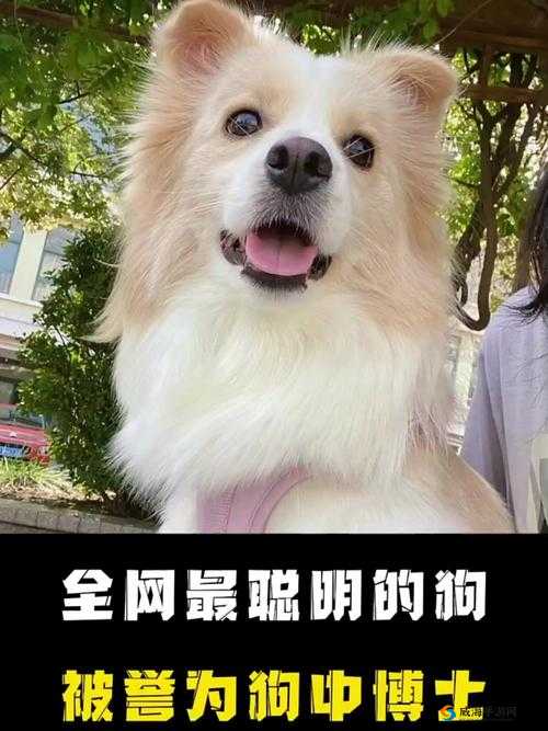 Zoom 狗是什么?最新的 Zoom 狗为何引发全网关注与热议?