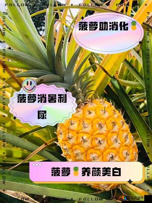 大菠萝福建app入口网站最新下载指南：如何快速获取并安装大菠萝福建app，畅享本地特色服务