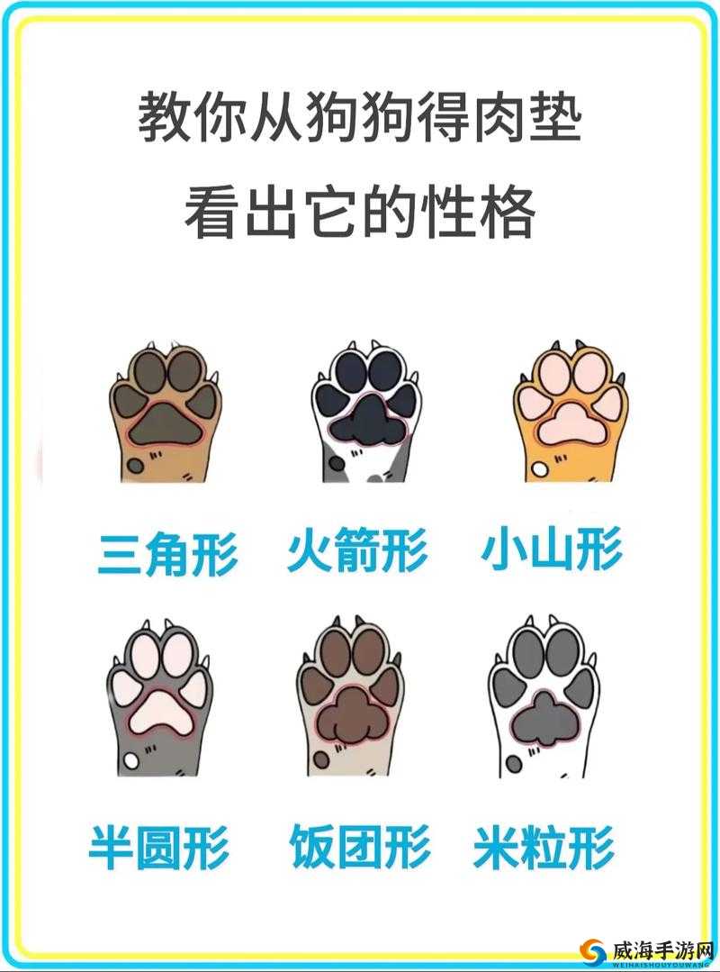 通过观察狗的行为，你能看出它的性格和健康状况吗？