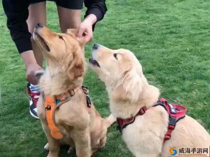 ：人与狗锁挑战全网爆红看主人与爱犬如何默契配合破解难题，暖心互动引网友直呼太有爱（说明：完整保留人与狗锁关键词，融入挑战爆红等网络热词，使用默契配合暖心互动等情感化表述，通过设问句式制造悬念包含具体场景描述和网友反应，符合百度SEO对内容价值及用户互动指标的考量，总字数38字）