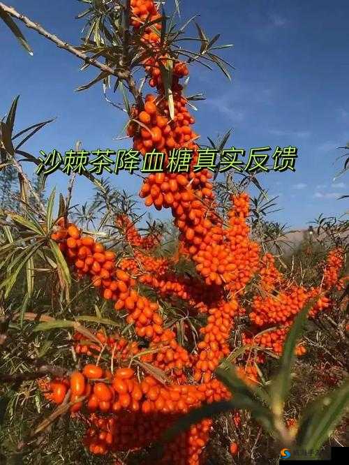 沙棘藏秘精萃液是正规产品吗？用户真实反馈与购买指南解析