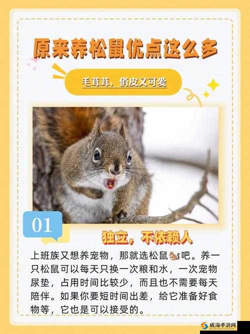 我的世界松鼠怎么繁殖？松鼠繁殖方法详解