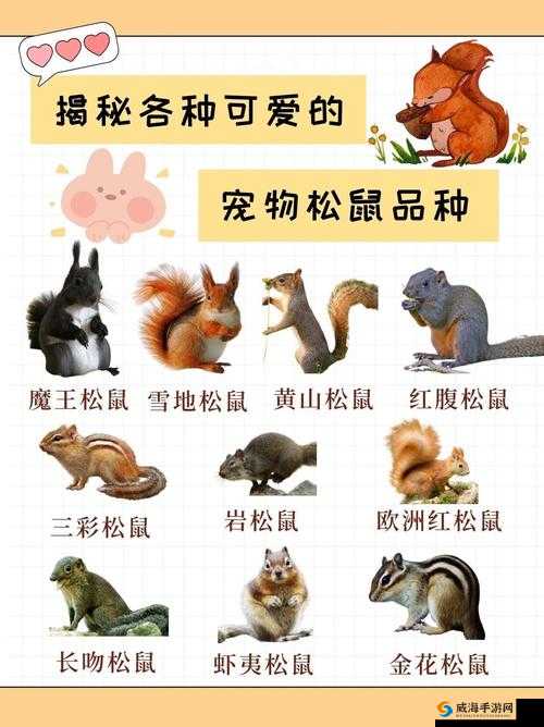 我的世界松鼠吃什么食物 松鼠喂养方法详解