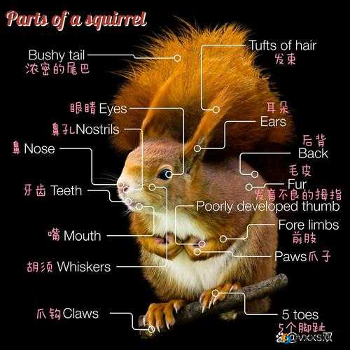 我的世界松鼠在哪里？松鼠位置分布详解