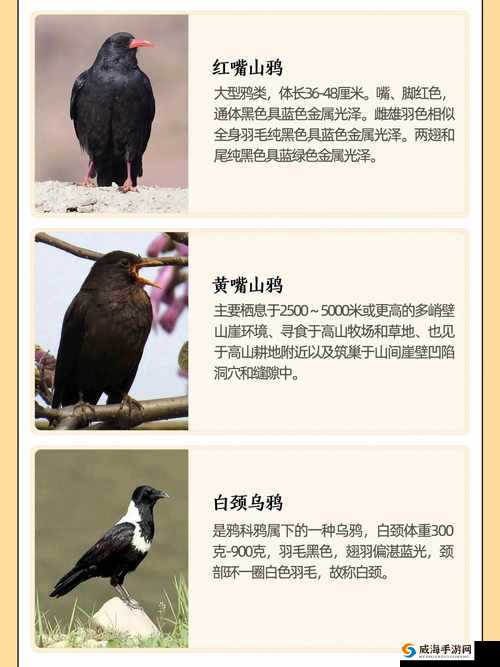 我的世界乌鸦吃什么？乌鸦怎么喂养？——演变史专题
