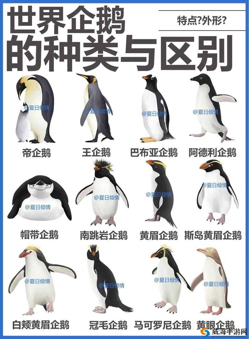 我的世界企鹅怎么繁殖？企鹅繁殖方法详解及演变史