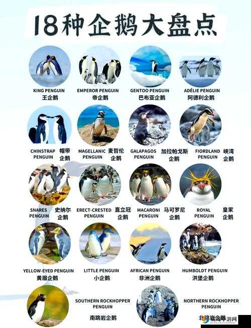 我的世界企鹅在哪里，企鹅位置分布详解