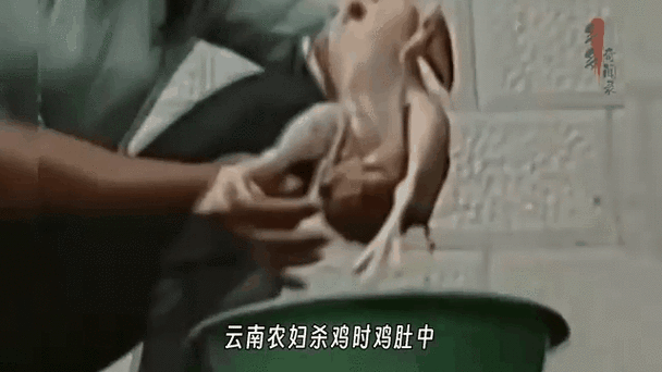 揭秘女人与公豬交交30分钟视频背后的真相：事件始末与网络热议焦点
