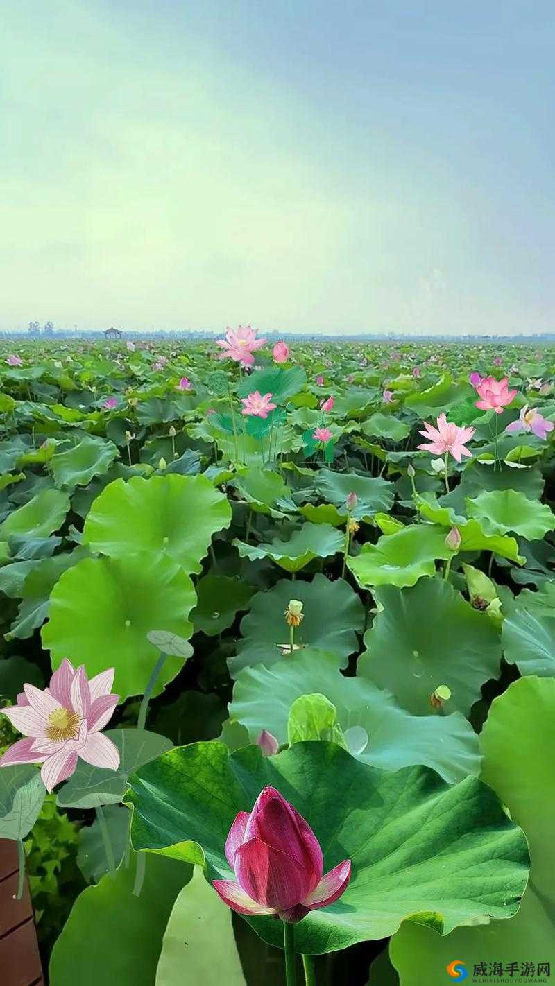 荷花直播免费直播下载安装手机版怎么样？好用吗？如何获取？