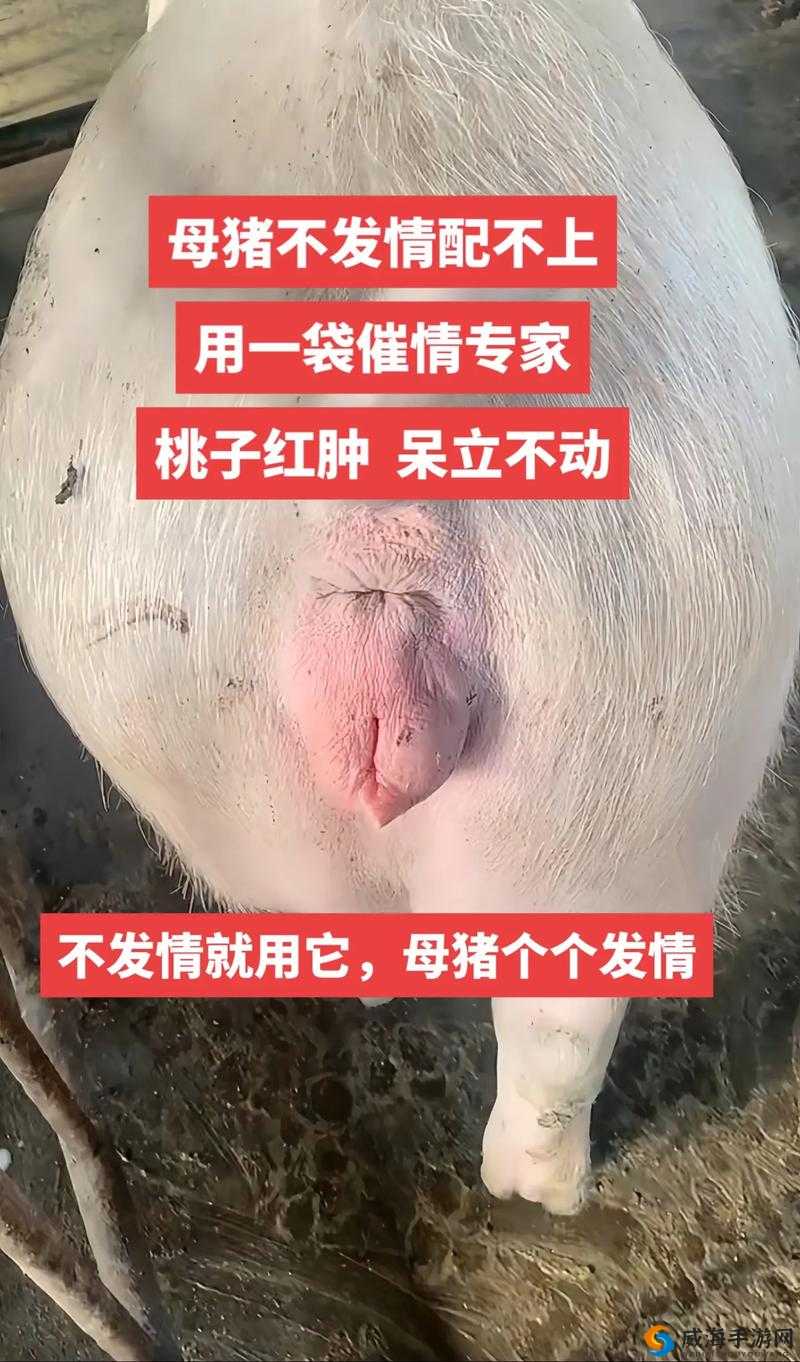 母猪水门特写：高清细节展示与养殖管理技巧全解析，助您提升养猪效率与健康水平