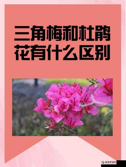 中外处破与摘花的含义是什么？它们之间有什么联系和区别？