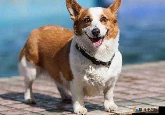 龙之谷手游肥滚滚的柯基犬怎么样，柯基犬属性图鉴在资源管理中的重要性及高效利用策略