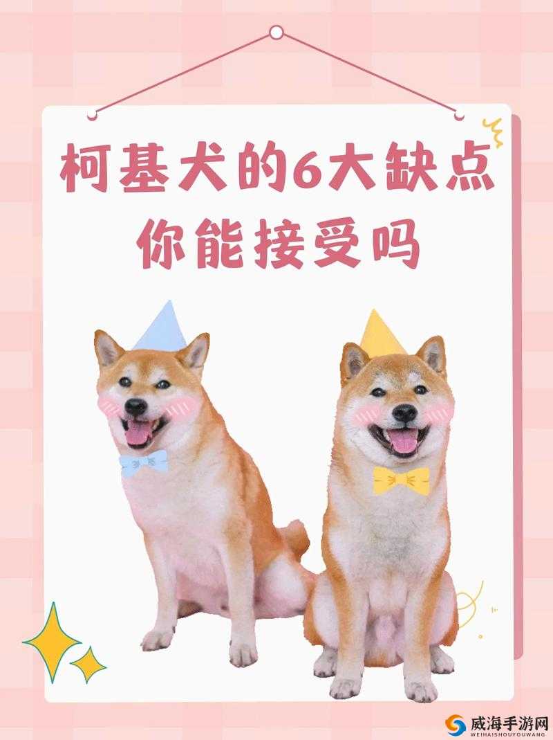 龙之谷手游肥滚滚柯基犬坐骑怎么获得？柯基获得方法深度解析
