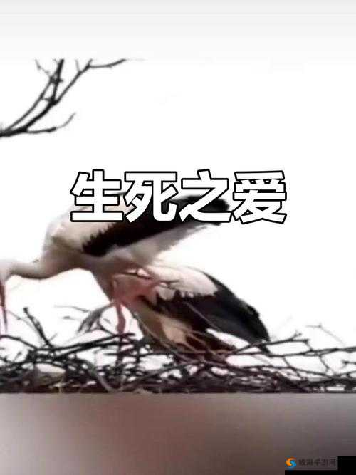 全集免费观看：英雄救美，一场跨越生死的爱情较量