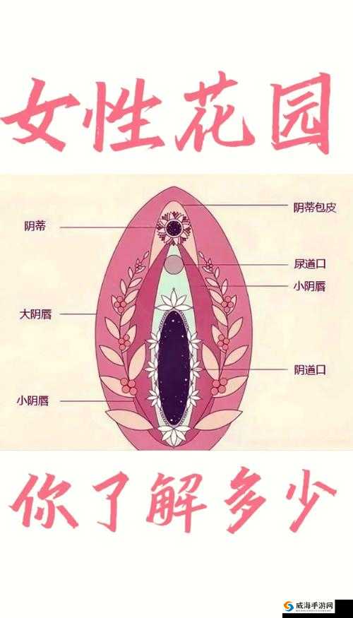 扒开大腿看秘密：探索女性私密部位的真相