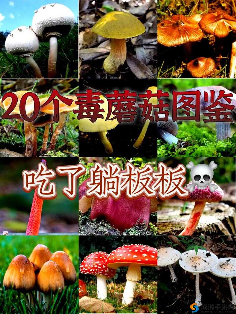 蘑菇 Mogula 是什么？它是如何影响我们的生活的？