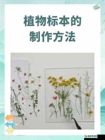 标本制作：如何从零开始制作精美标本？详细步骤与技巧大揭秘