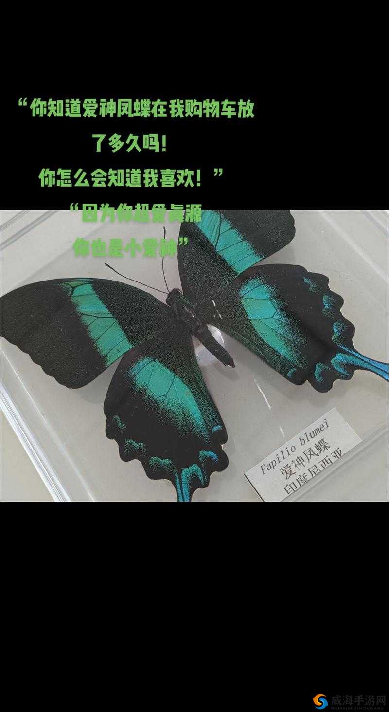 凤蝶直播怎么样？凤蝶直播有哪些特色内容和优势？快来一探究竟