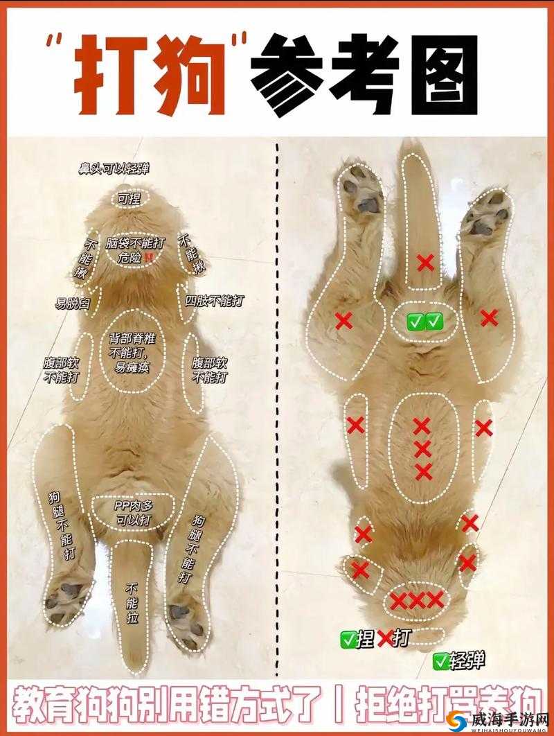 小狗犯错被主人惩罚打屁股，你能猜到原因吗？