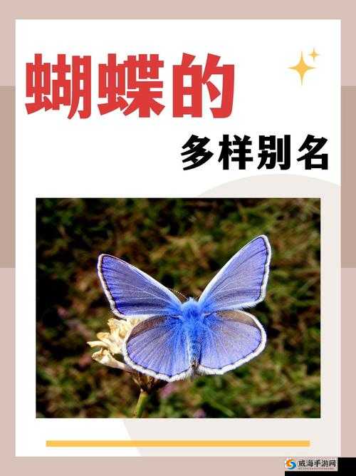 蝴蝶传禖4,4.94.:其生态意义与对自然环境的影响