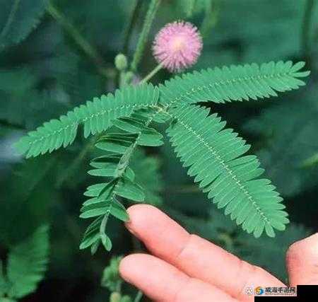 含羞草背后的神秘数字：揭示三个与自然现象相关的数字之谜