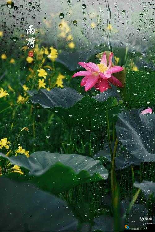 船上弄雨荷 40 集在哪能免费观看？快来这里找答案