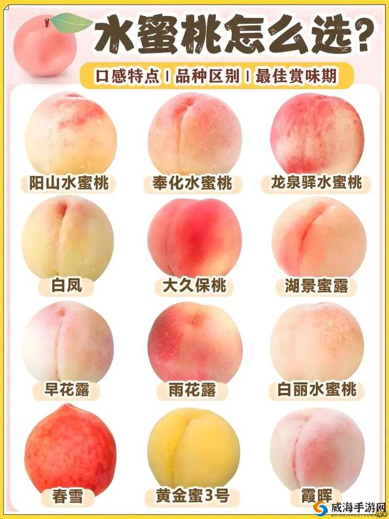 红桃视颢和红桃视颢哪个更大？深度解析两者的区别与影响力