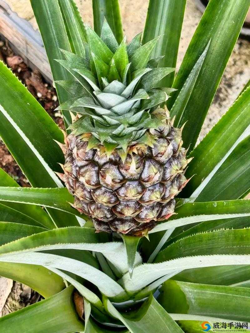 菠萝是热带水果之一，你知道菠萝是怎么长出来的吗？