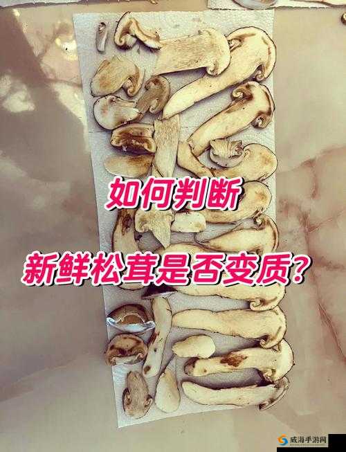 龙之谷手游松茸种子在哪里？松茸种子用法介绍之演变史专题