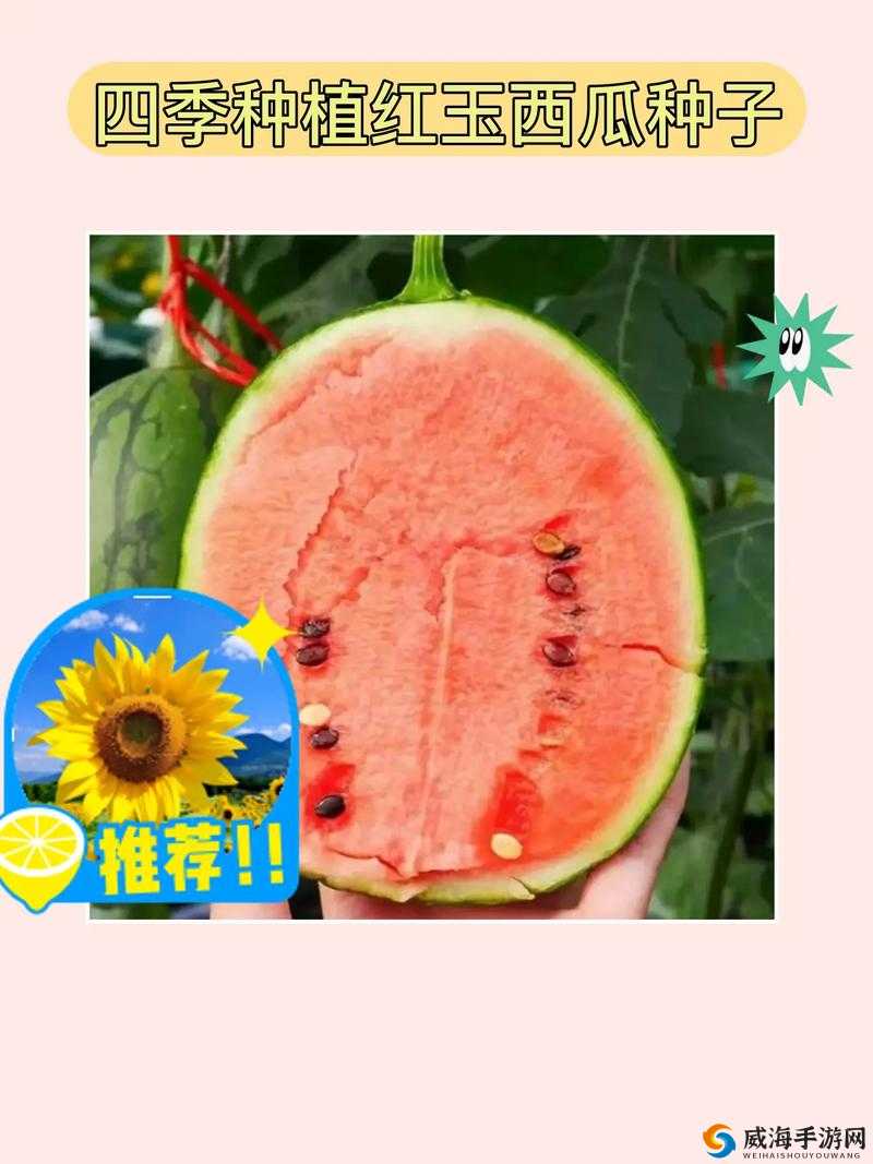 龙之谷手游西瓜种子哪里得？西瓜种子怎么用？深度解析