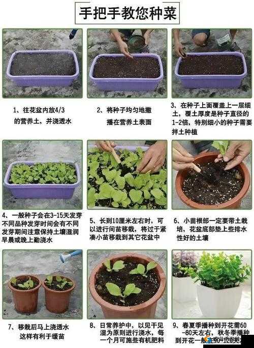 龙之谷手游白菜种子怎么得 白菜种子获得方法详解